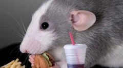 Aké pochúťky môžu byť podávané potkaniu, ako sa, aby sa